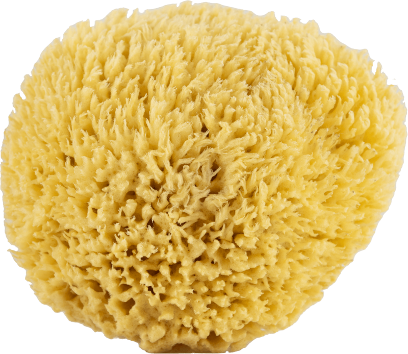 St Barth Natural Sponge 15-16 CM